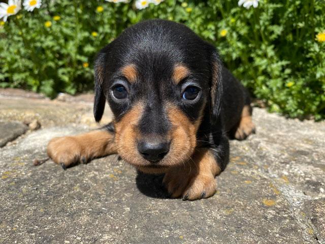 ミニチュアダックスフンド