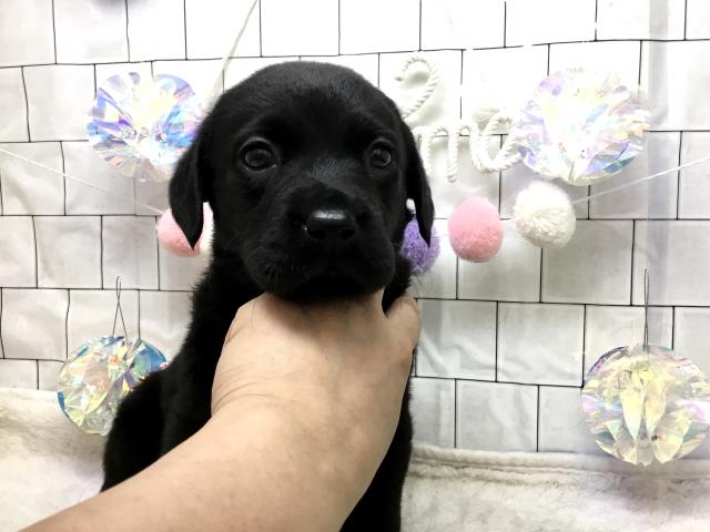 ラブラドールレトリーバー