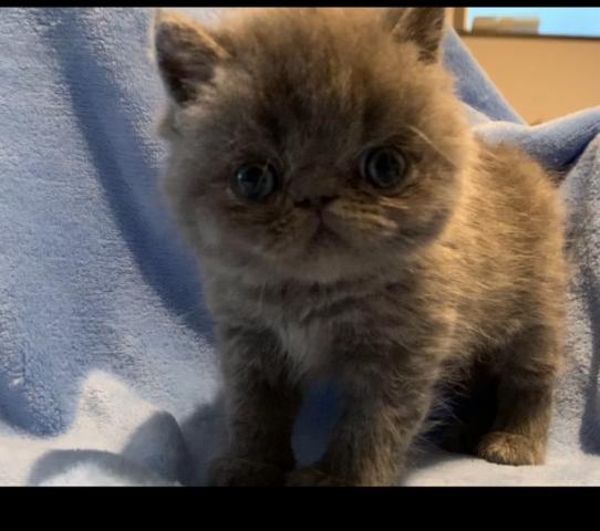 エキゾチックショートヘアー