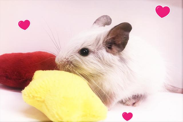 💕デグー💕