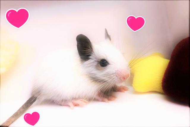 💕デグー💕
