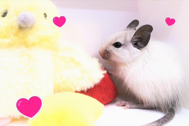 💕デグー💕