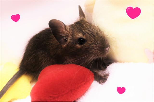 💕デグー💕