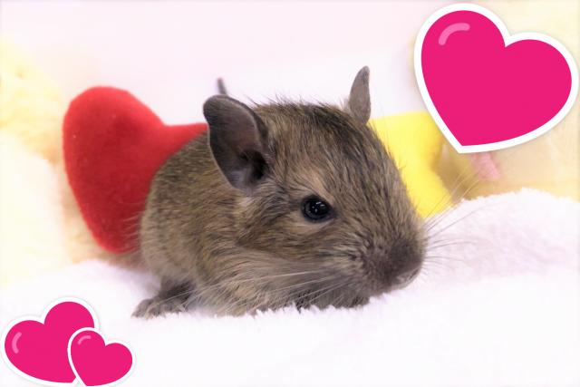 💕デグー💕