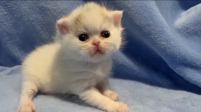 ミヌエット（旧ナポレオン）