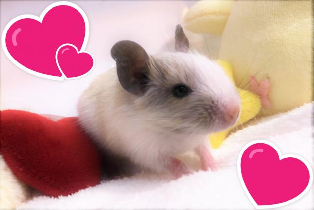 💕デグー💕