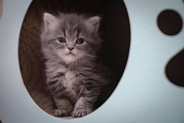 マンチカン足長　中毛