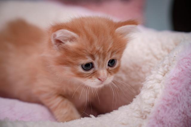 マンチカン足長　中毛