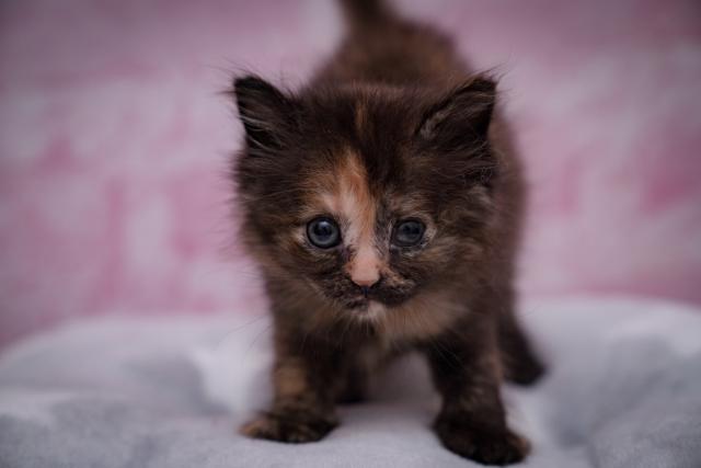 ブラウンバッチドタビー