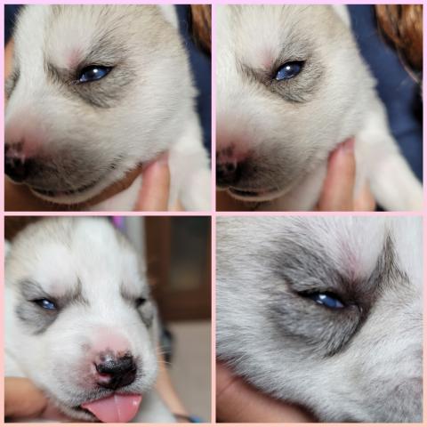 Crystal Hasmara Dogs 北海道 子犬や子猫たちのペット販売情報が満載 ペットステーション