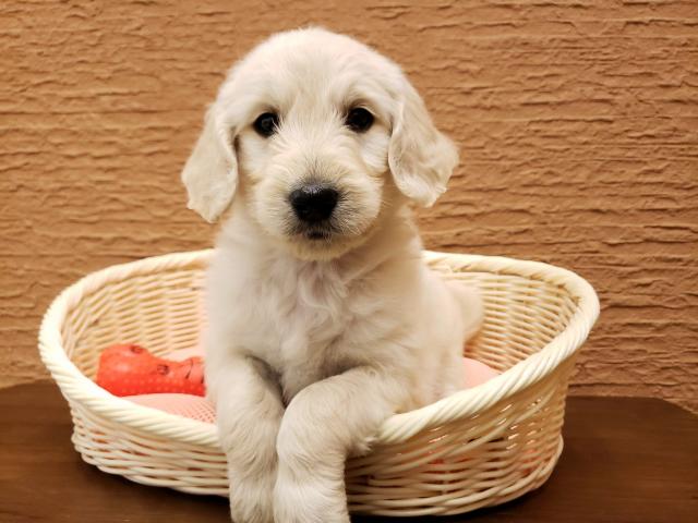 ペットショップ K Bland 橿原香久山店 公式 奈良県 子犬や子猫たちのペット販売情報が満載 ペットステーション ペットショップ K Bland 橿原香久山店 公式 奈良県 子犬や子猫たちのペット販売情報が満載 ペットステーション