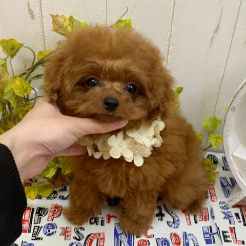 トイプードルティーカップ