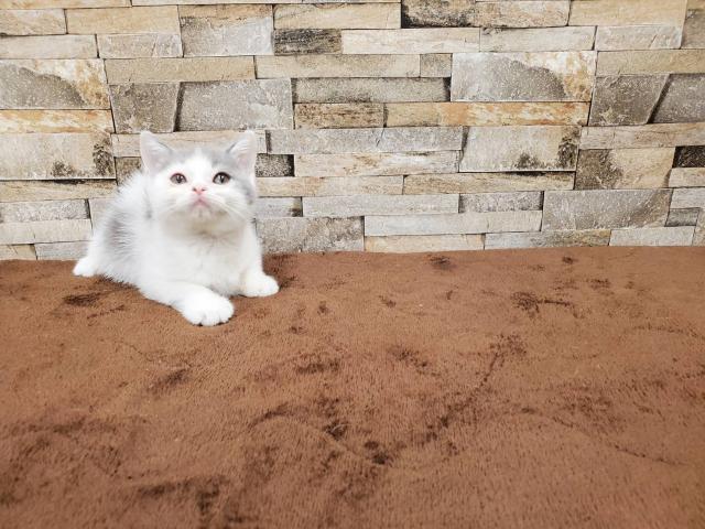 スコティッシュフォールド