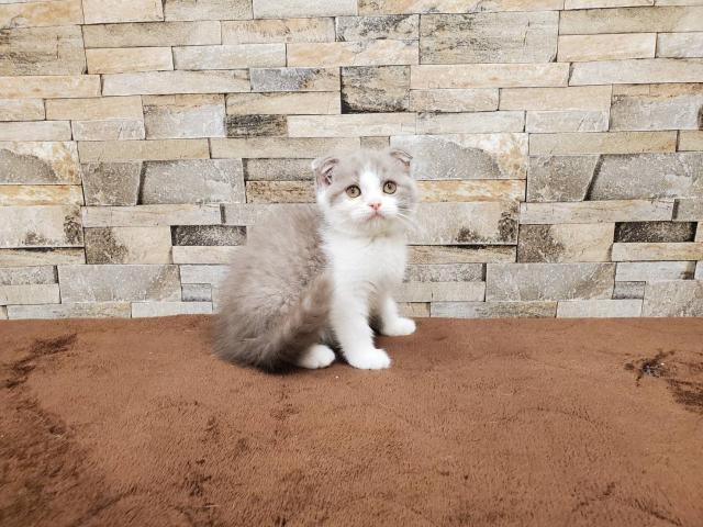 スコティッシュフォールド