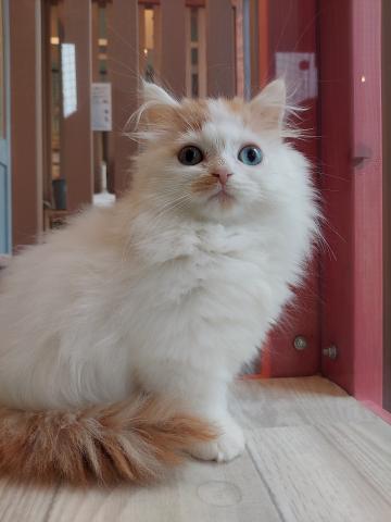 ミヌエット（旧ナポレオン）