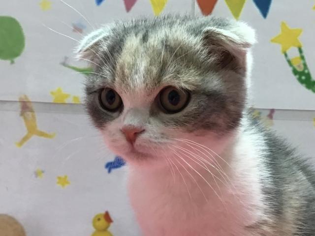 スコティッシュフォールド