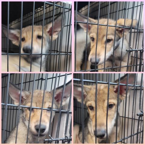 狼犬