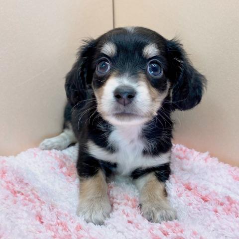 ペット一覧 コーナン ペットプラザ 川崎小田栄店 子犬や子猫たちのペット販売情報が満載 ペットステーション