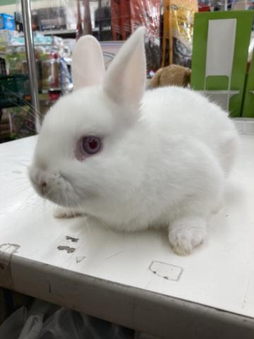 ディスワン川越南古谷店 埼玉県 子犬や子猫たちのペット販売情報が満載 ペットステーション ディスワン川越南古谷店 埼玉県 子犬や子猫たちのペット販売情報が満載 ペットステーション