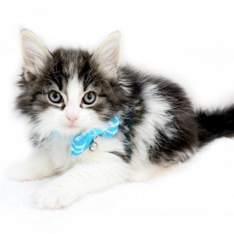 ノルウェージャンフォレストキャット