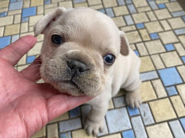 フレンチブルドッグ