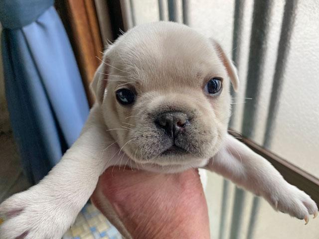 フレンチブルドッグ