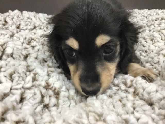 スタイルパウズ川口店 埼玉県 子犬や子猫たちのペット販売情報が満載 ペットステーション スタイルパウズ川口店 埼玉県 子犬や子猫たちのペット販売情報が満載 ペットステーション