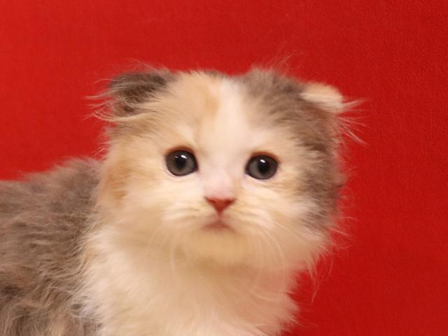 スコティッシュフォールド