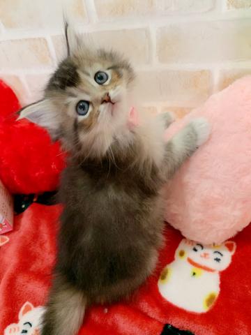 サイベリアン一目惚れ決定♡♡