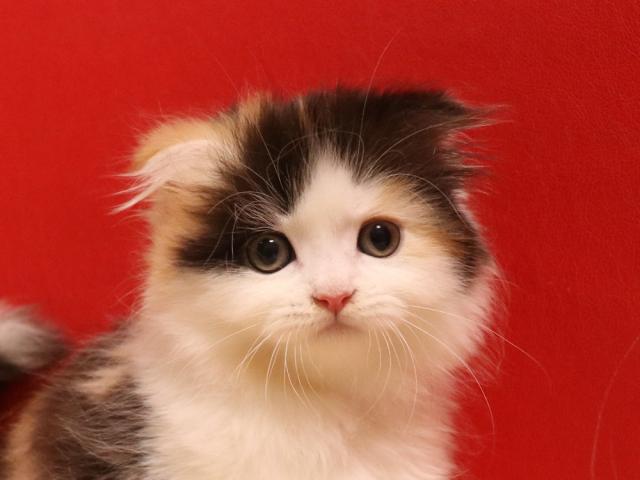 スコティッシュフォールド