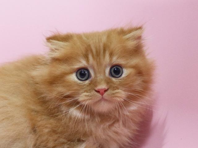 ミヌエット（旧ナポレオン）