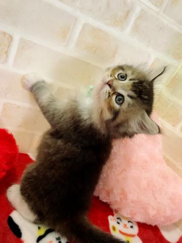 サイベリアン壁ドン男子✩.*˚