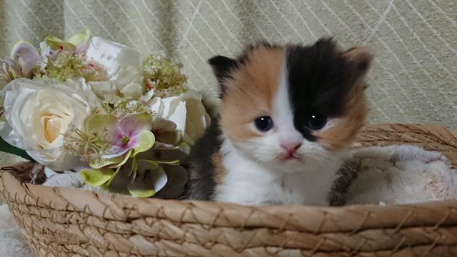 スコティッシュフォールド