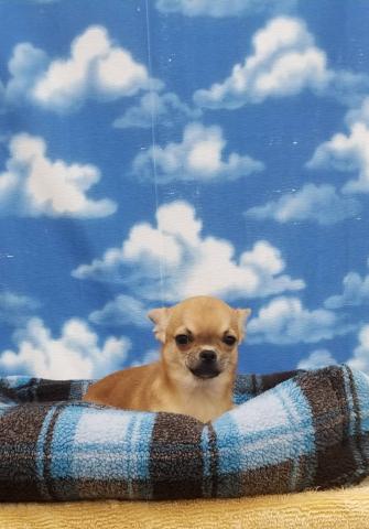 チワワ（スムースコート）