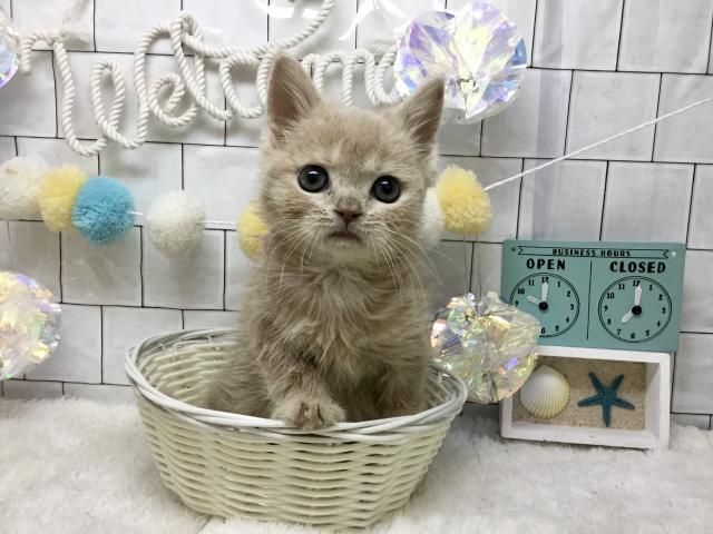 ブリティッシュショートヘア