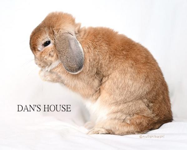 うさぎ専門店　ＤＡＮ’Ｓ　ＨＯＵＳＥ