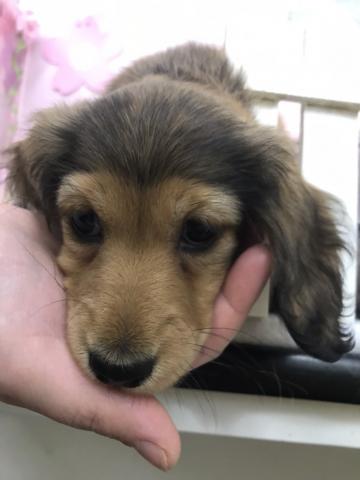 ミニチュアダックスフンド