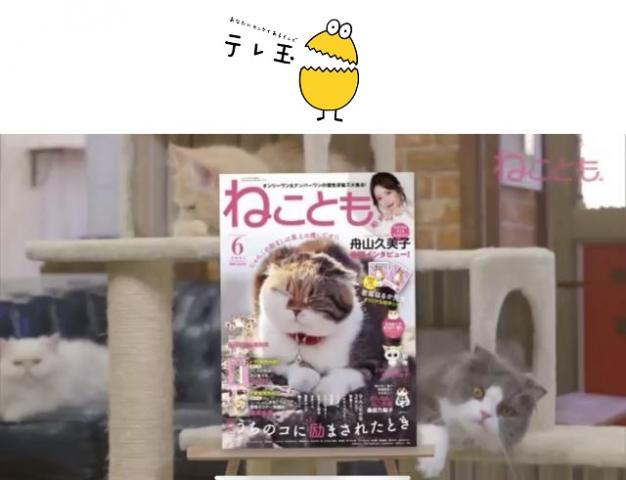 タレント猫専門店 ねこランド春日部西口店 埼玉県 子犬や子猫たちのペット販売情報が満載 ペットステーション タレント猫専門店 ねこランド春日部西口店 埼玉県 子犬や子猫たちのペット販売情報が満載 ペットステーション