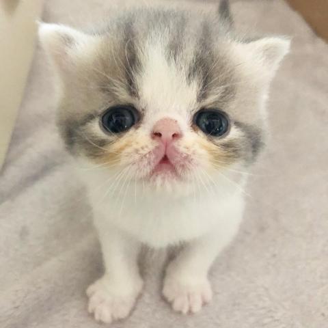 ミヌエット（旧ナポレオン）