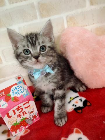 アメリカンショートヘアー美人三姉妹⸜（⍥）⸝♡