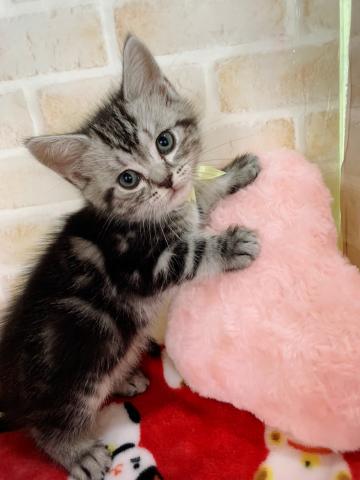 アメリカンショートヘアー美人三姉妹⸜（⍥）⸝♡