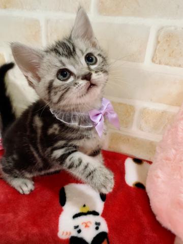 アメリカンショートヘアー美人三姉妹⸜（⍥）⸝♡