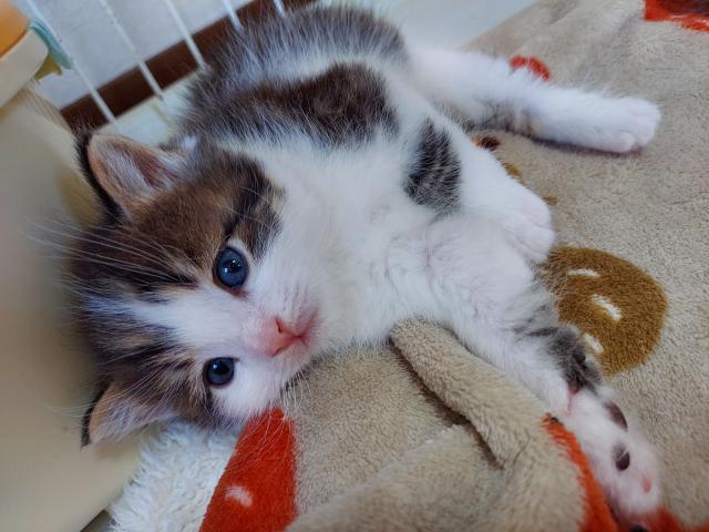 ミヌエット（旧ナポレオン）