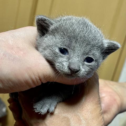 ロシアンブルー