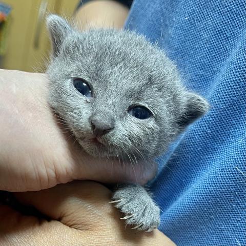 ロシアンブルー