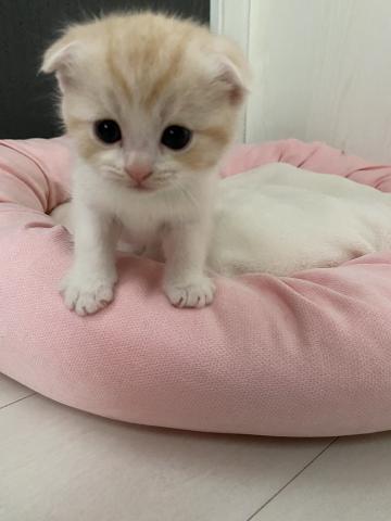 スコティッシュフォールド本日限り垂れ耳ちゃん値下げ
