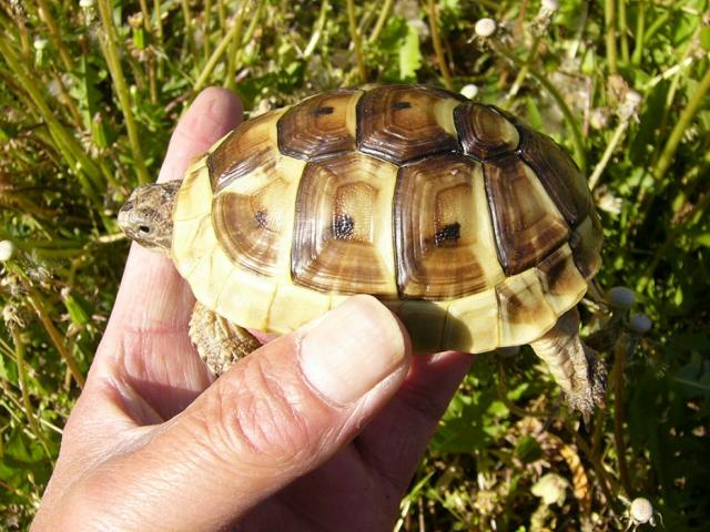 イベラギリシャリクガメ 子犬や子猫たちのペット販売情報が満載 ペットステーション