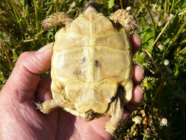 イベラギリシャリクガメ 子犬や子猫たちのペット販売情報が満載 ペットステーション