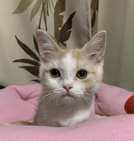 Dog Cat グリーンランド 神奈川県 子犬や子猫たちのペット販売情報が満載 ペットステーション
