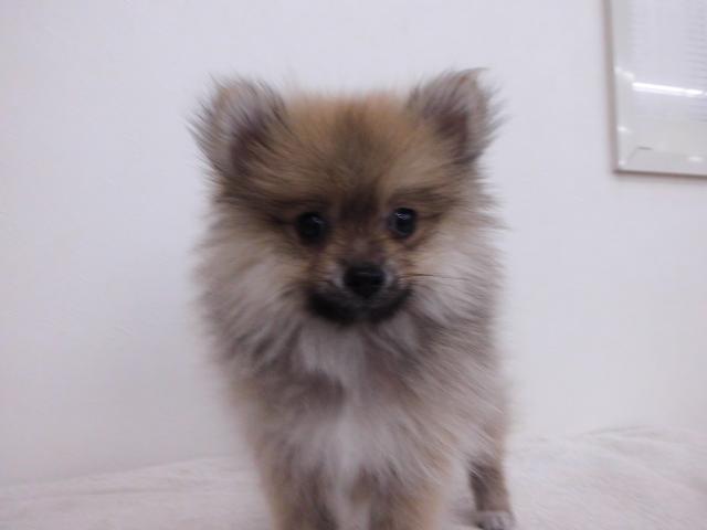 ビバペッツ長久手店 愛知県 子犬や子猫たちのペット販売情報が満載 ペットステーション